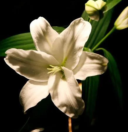 Мотель Flamingo Perafita