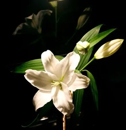 Flamingo Мотель Perafita