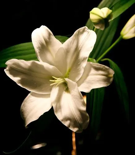 Μοτέλ Flamingo Perafita