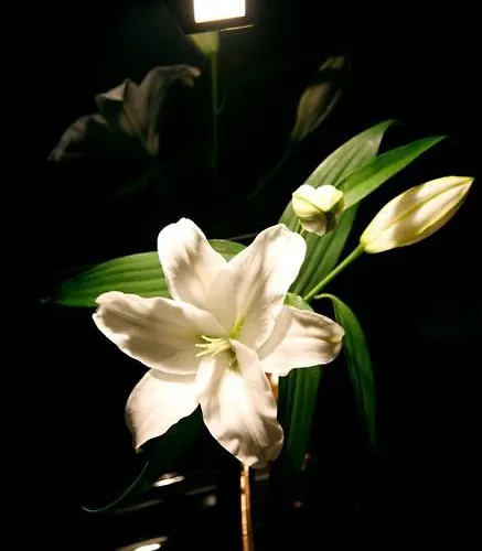 Flamingo Motel Perafita